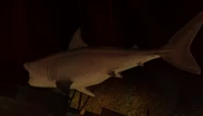 One of the Sharks found in A Dance With The Devil.