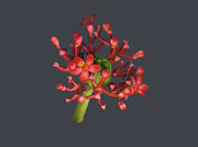 Poisonous Flower Haven HITMAN2021