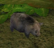 A wild pig, featured in The Jungle God.