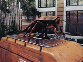 La Cucaracha