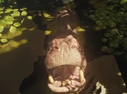 El Mijo getting Hungry