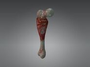 Meaty Bone in HITMAN 2.