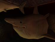 A shark from the same mission, made much fatter after being fed disposed bodies.