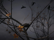 The Raven