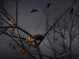 The Raven