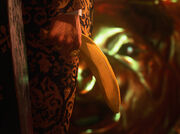 Pig's Banana