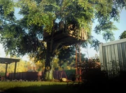 Treehouse Stalker