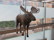 A Room with a Moose