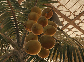Cracked Nut