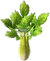 SpicyCelery (TWoA)