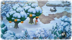 You can harvest Oranges at Lumberjack Forest.