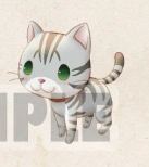 American Shorthair