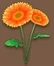 Orange Daisy (TWoA)