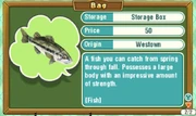 Trio-black-bass