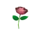 Pink rose