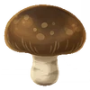 Shiitake (FotGK)