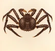Red King Crab