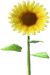 RisingSun (TWoA)