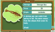 Trio-tiger-prawn