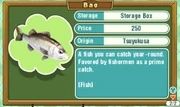 Trio-sea-bass