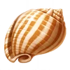 StripedShell (FotGK)