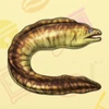 72 Moray Eel