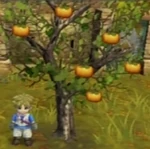 IL Persimmon Tree