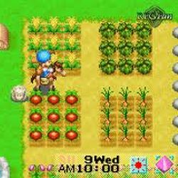 leksikon vælge Kredsløb Crops (FoMT) | The Harvest Moon Wiki | Fandom