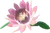 OrchidCactus (TWoA)