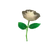 White Rose