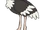 Ostrich