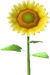 Sunflower (TWoA)