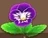 Violet Pansy (TWoA)