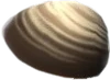 SurfClam (TWoA)
