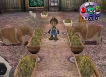 Cow (AWL) | The Harvest Moon Wiki | Fandom