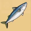 Mackerel (FotGK)