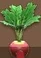 Red Turnip (TWoA)