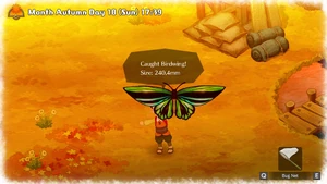 Noby catching a Birdwing