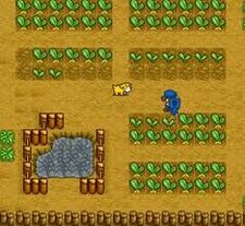 Crops in HM