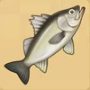 Seabass