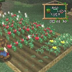 category harvest moon a wonderful life