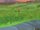 Verdant Hill (PoOT)