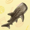 68 Whale Shark
