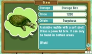 Trio-softshell-turtle