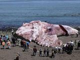 The Santa Monica Giga-squid