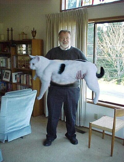giant cat monster