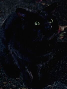 1993 (as a cat)