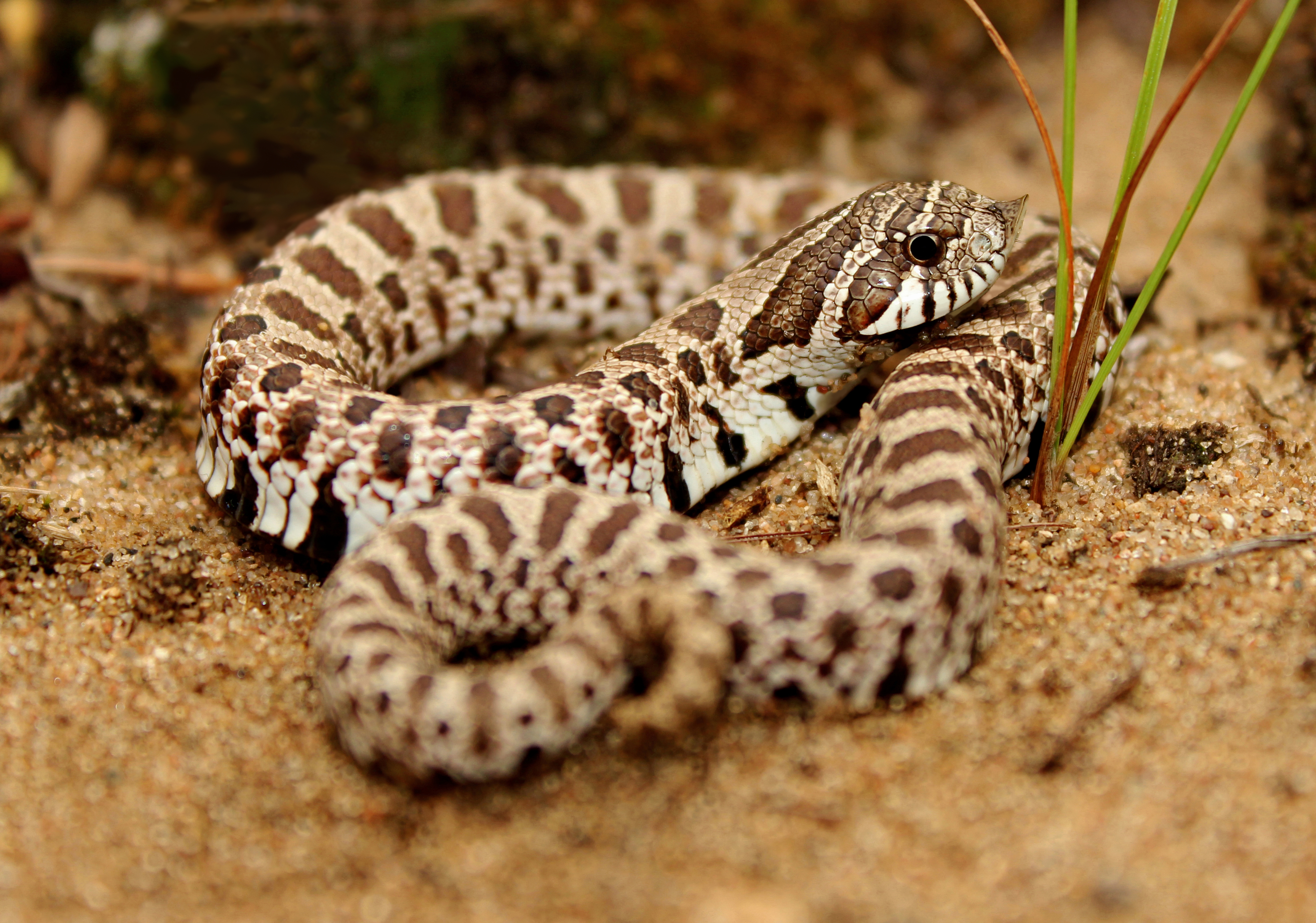 Plains Hog-nosed Snake  Amphibians, Turtles & Reptiles of