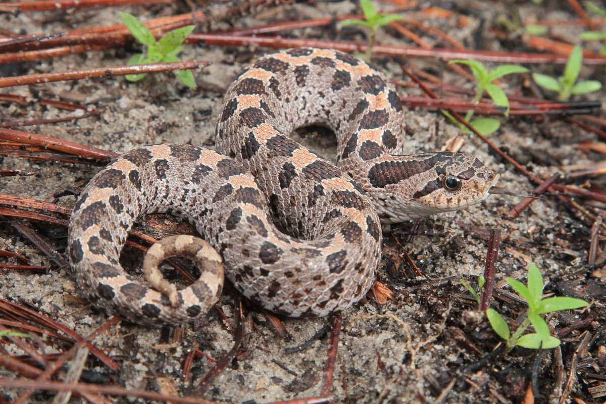 Southern Hognose Snake Hognose Wiki Fandom