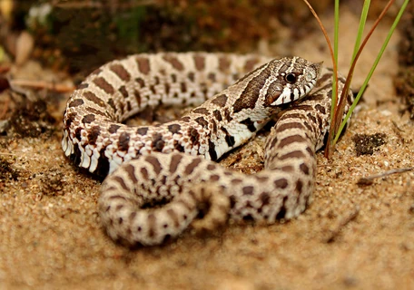 Hognose Wiki